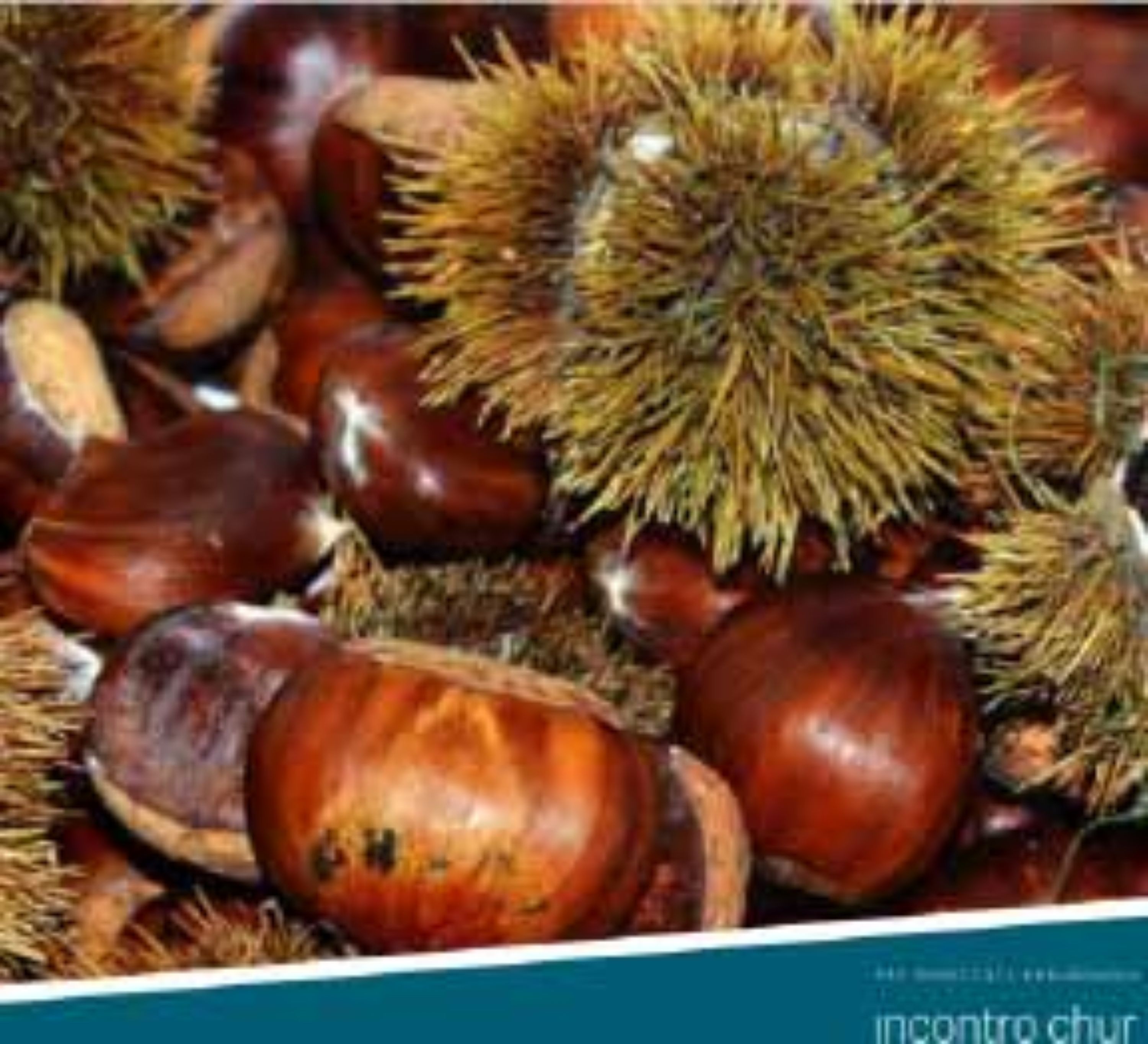 Marroniplausch